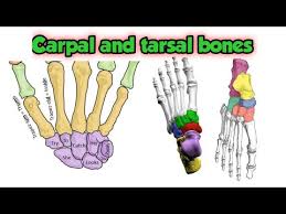 <p>Ex: Carpals, tarsals<br>More cube-shaped. </p>