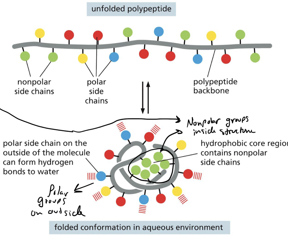 Nonpolar side chains of amino acid tends to be forced together when suspended in H2O