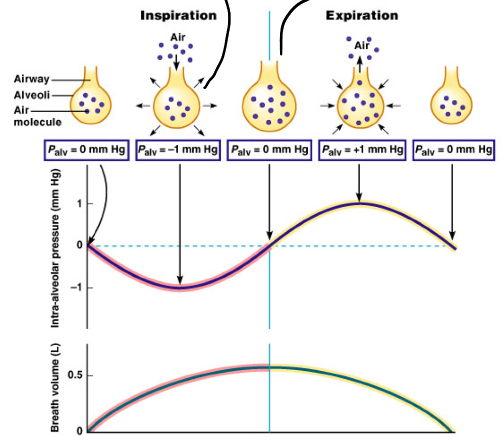 <p>The IAP is curved like that because the alveoli will change their <strong>size</strong> before intaking/expelling air</p>