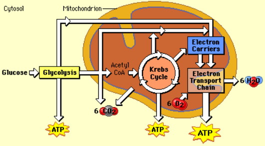 <p>Stages of Cellular Respiration</p>