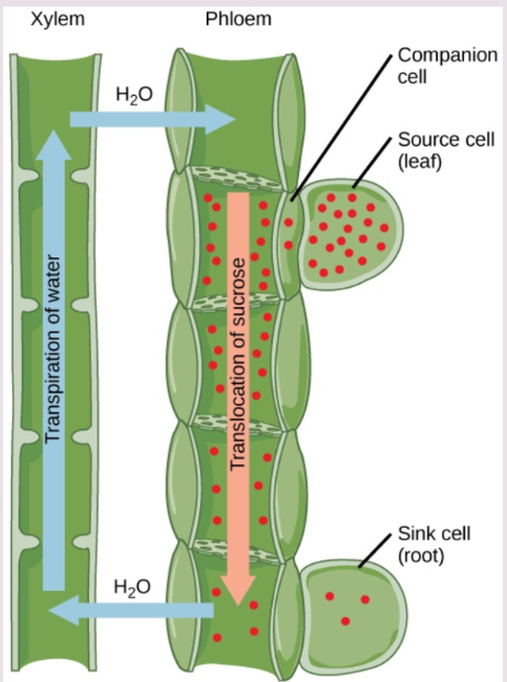 <p>(Root System)</p><p>Found in the center of the root. Made of 2 transport tissues: xylem and phloem.</p>