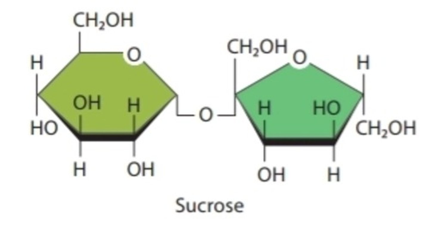 <p>Pair of carbohydrate monomers; ex: sucrose, lactose</p>