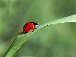 <p>ladybug</p>