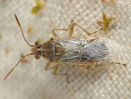 <p>Scentless plant bug</p>