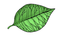 <p>This angiosperm have net variation in leaves…</p>