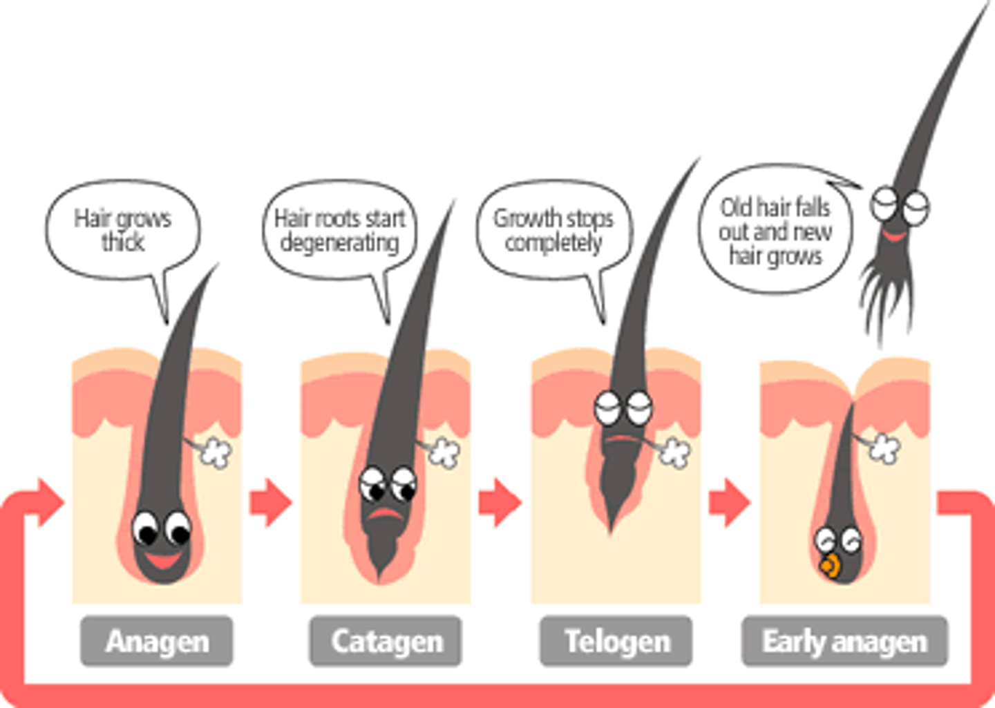 <p>Hair that is in a resting phase</p>