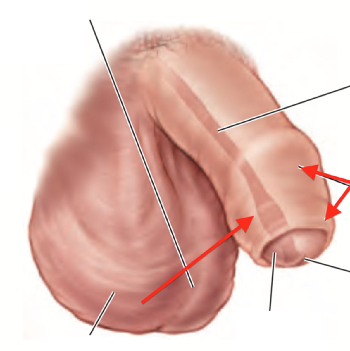 <p>foreskin; loose casing that covers the glans penis; removed by circumcision</p>