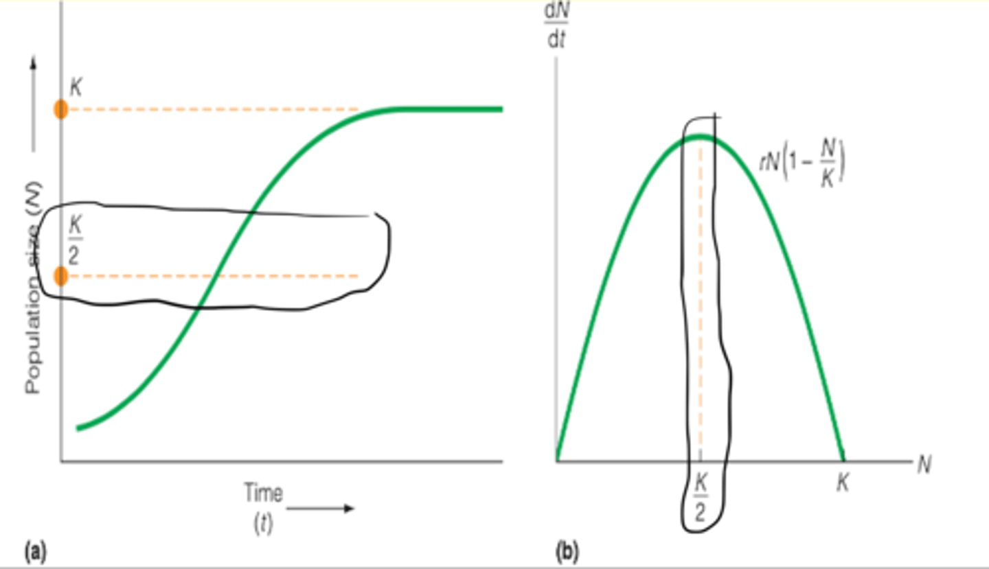<p>the point on a growth curve at which the population has its highest growth rate</p><p>---------------</p><p>RULES (BOOK)</p><p>- anything past the point will decrease as it approaches the carrying capacity </p>