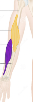 <p>Flexes forearm</p><p><strong>Yellow</strong></p>