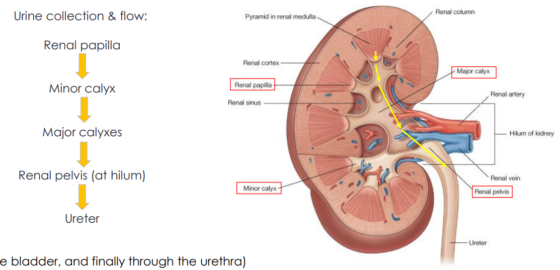 <p>Passage Through Kidney</p>