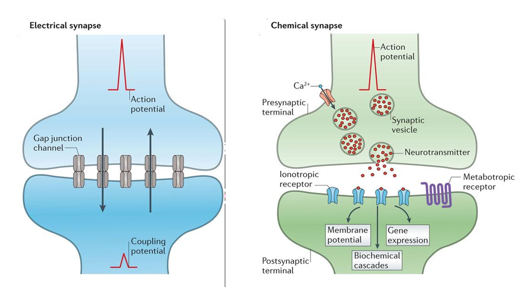 <p>Aan axonuiteinde elektrische signaal overgedragen nar postsynaptische cel:</p><p><strong>Elektrische synaps</strong></p><ul><li><p>via gap junctions</p></li><li><p>snel sterk contact</p></li><li><p>ion-kanalen</p></li></ul><p><strong>Chemische synaps</strong></p><ul><li><p>door vrijstelling van NT</p></li><li><p>polarisatie — depolarisatie</p></li><li><p>calcium kanalen (voltage gevoelig): naar binnen → calcium stijgt in axonuiteinde → actie ondernemen (<em>vb. hormonen vrijstellen, spieren contraheren…</em>)</p></li><li><p>omzetting elektrisch signaal (actiepotentiaal) naar chemisch signaal (stof die vrijkomt)</p></li></ul><p></p>