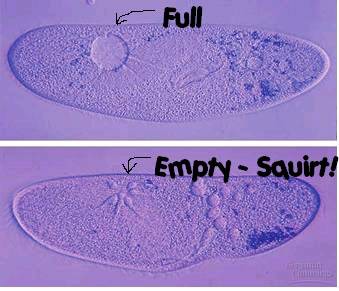 <p>pump excess water out of the cell to maintain a suitable concentration of ions and molecules in the cell</p>