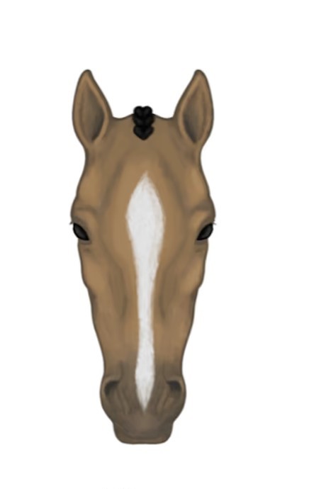 <p><span style="background-color: transparent;">A broad vertical white stripe down the center of the horse’s face</span></p><p></p>