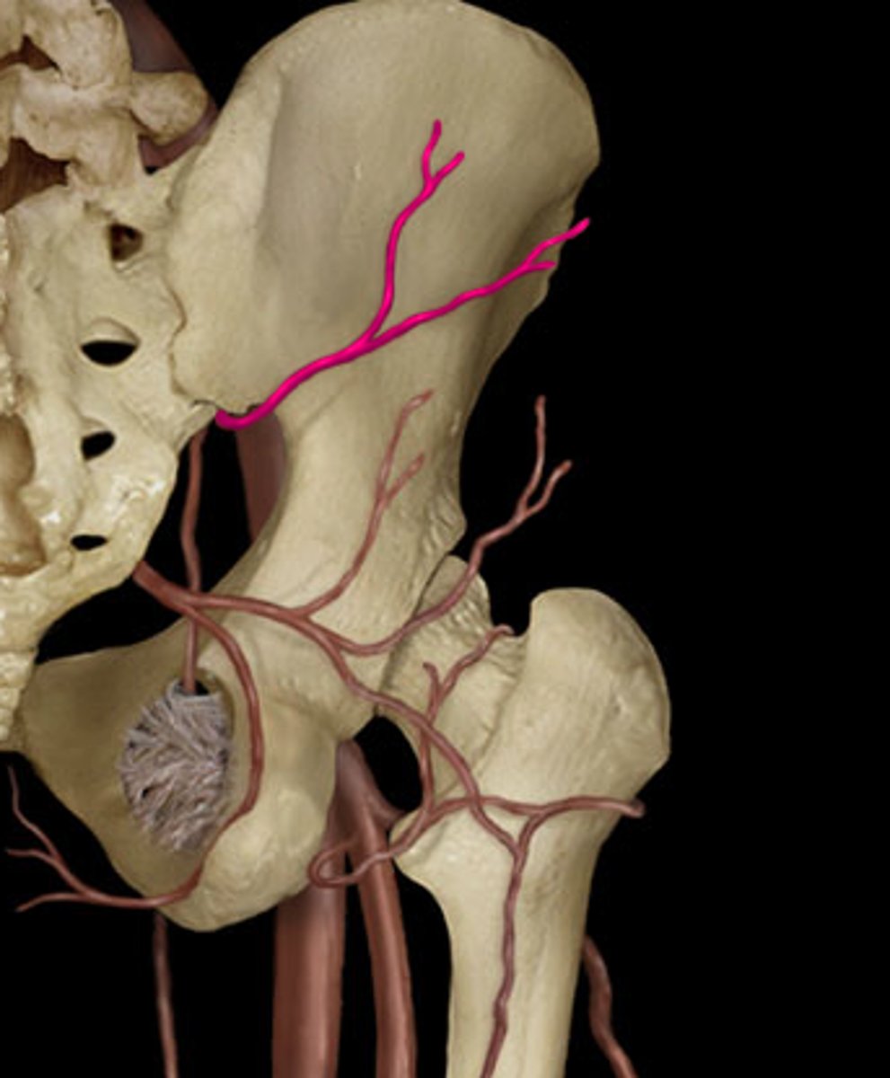 <p>above the piriformis</p>
