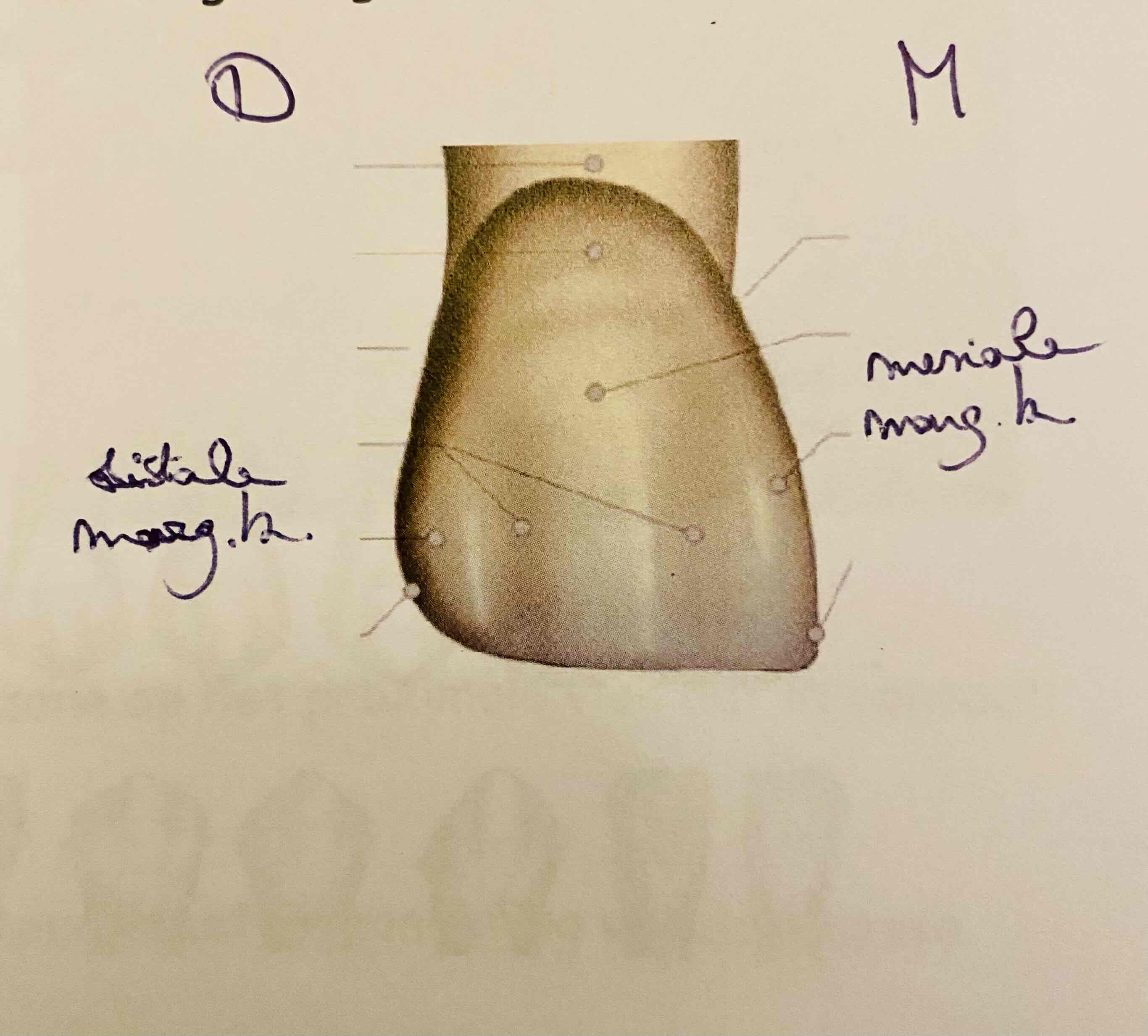 <p>Afgeronde boord</p>