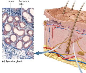 <p>what are apocrine sweat glands?</p>