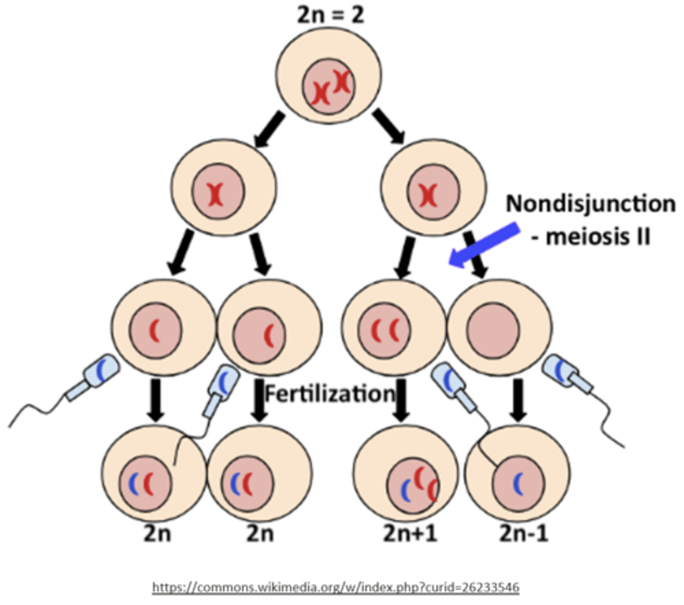 <p>n, n, n+1, n-1</p>