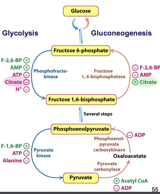 <p>These cycles are regulated to meet the energy needs of the cell. Inhibition of isocitrate dehydrogenase = accumulation of isocitrate, which is in equilibrium with citrate (reversible rx)</p><p>✦ accumulated citrate transported from mito. → cytoplasm = inhibition of PFK (glycolysis) and activation of F-1,6-BP (gluconeogenesis)</p>