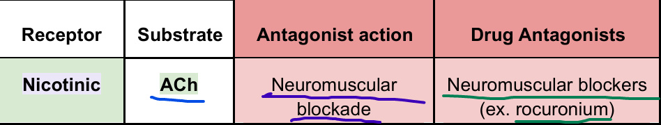 <p>– Tip Gal p. 46<br>- Location: Nm = on <span style="color: rgb(211, 40, 33);">skeletal muscles</span></p>