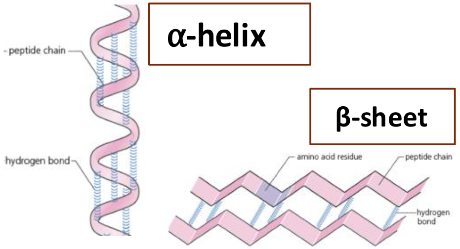 <p>the secondary structure of a protein develops when either part or all of the polypeptide chain becomes <strong>coiled to produce an α-helix</strong> or it becomes <strong>folded into β-sheets</strong>.</p>