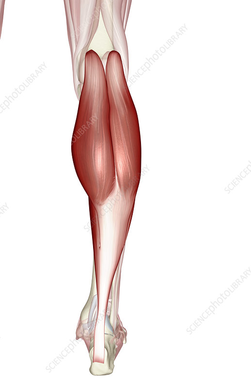 <p>O: Medial and Lateral Condyle of Femur I: Posterior Calcaneus A: Plantar flexion ankle, assists in knee extension</p>