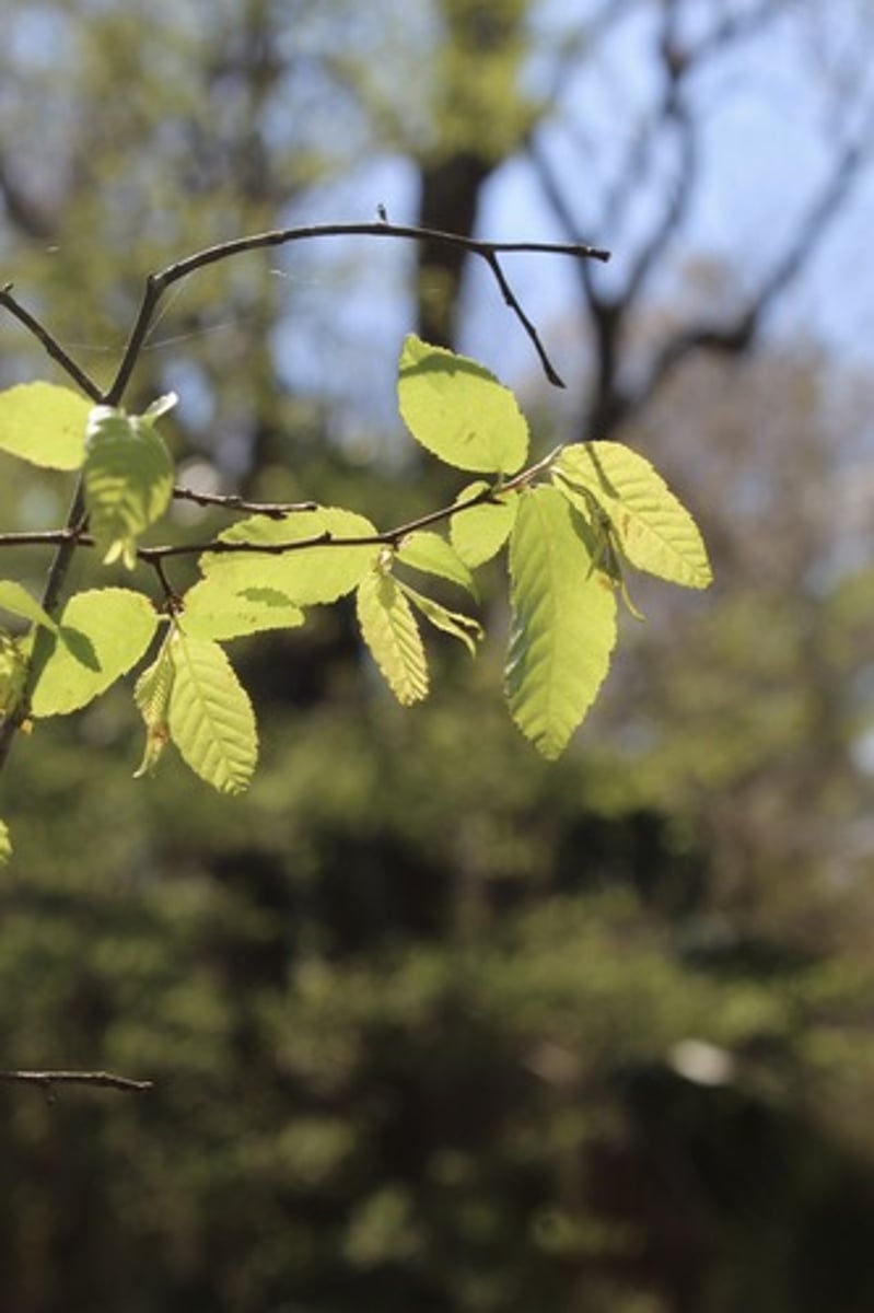 <p>what is the name of the tree whose leaves are pictured here?</p>