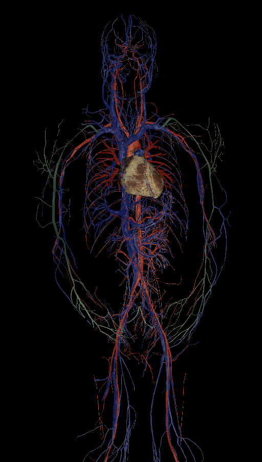 <p>Name the structure highlighted </p>