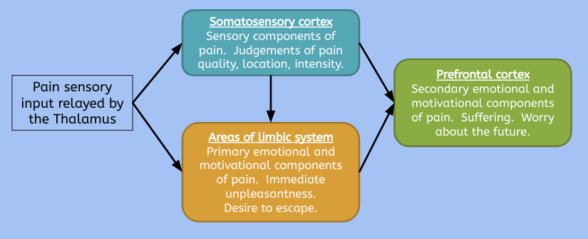 the sectors in which pain goes to the brain. 