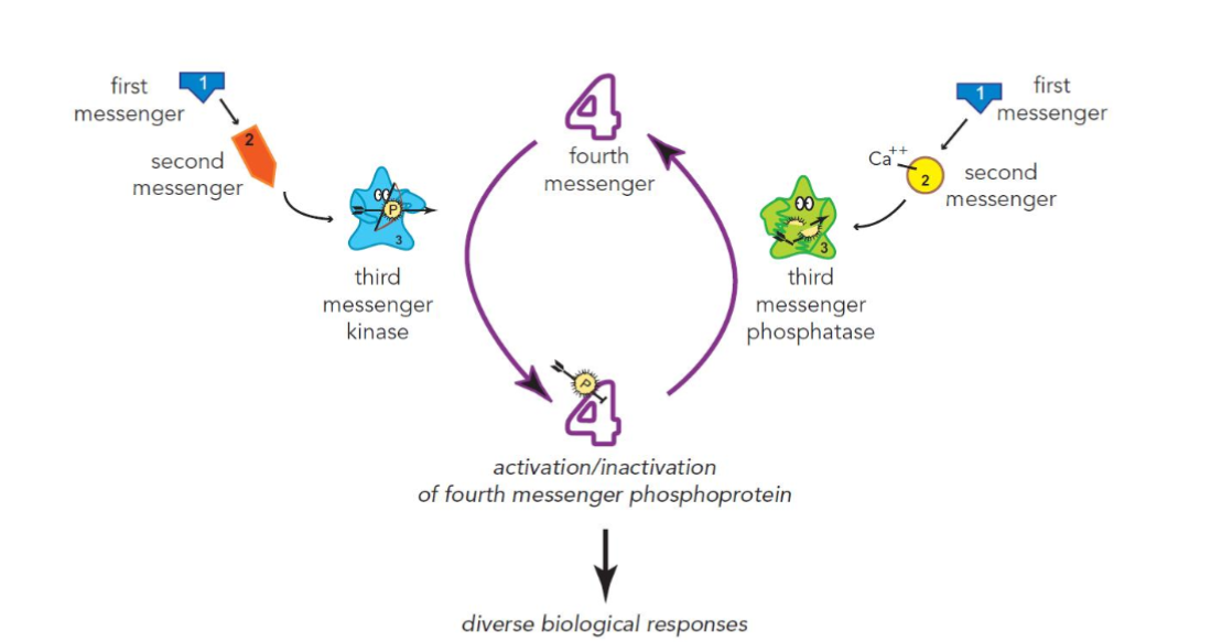 <p>activates cellular activity by turning proteins on</p><ol><li><p>neurotransmitter actives production of a second messenger</p></li><li><p>second messenger activates a third messenger (kinase)</p></li><li><p>kinase adds phosphate groups to proteins, produces phosphoproteins (protein phosphorylation) </p></li><li><p>important for regulating cell activity, structure, and function</p></li></ol><p></p>