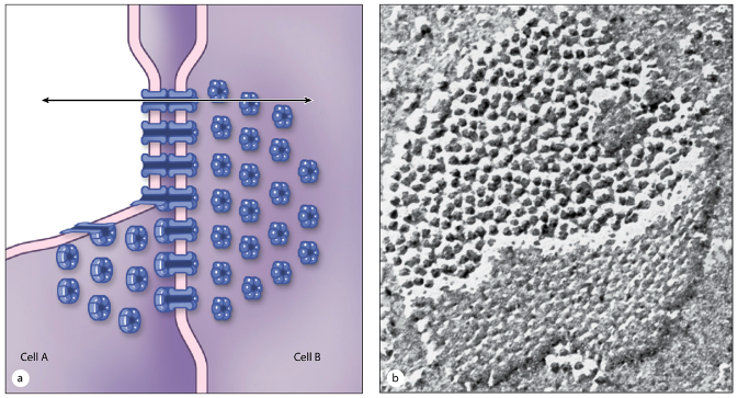 <ul><li><p>Made of <strong>connexin</strong> proteins forming <strong>connexons</strong> (pores)</p></li><li><p>Allow <strong>rapid exchange of molecules</strong> between adjacent cells</p></li><li><p>Crucial in <strong>cardiac muscle</strong> for <strong>coordinating heartbeats</strong></p></li></ul><p></p>