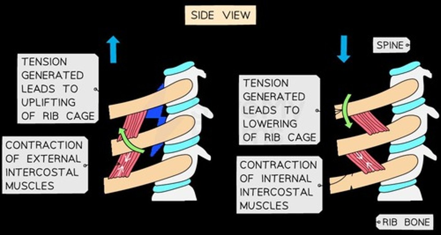 <p>Muscles that work in pairs, where one muscle contracts while the other relaxes.</p>