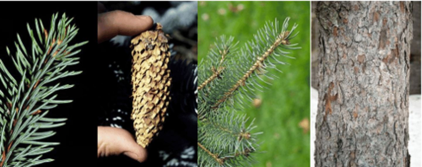 <p>Leaves: Evergreen needles, ¾ - 1¼” long, stiff and very sharp (spine-like), displayed nearly straight out from twig, silvery blue to dark green. Strong acidic taste. Each needle borne on a raised, woody peg (sterigma). </p><p>Fruit: Cones are 2 – 4” long, cylindrical, light brown in color, scales are flexible, pointed with jagged uneven margins, mature in the fall. </p><p>Twig: Stout (when compared to other spruces), hairless, tan; needles are borne on woody pegs; bud scales brown and noticeably reflexed. </p><p>Bark: Gray to red-brown, young trees with small, thin scales; older trees still scaly but with shallow furrows.</p><p>Form/Silvics: Mature size 30’-60’ tall, formal, conical growth habit. Quite slow growing. Cultivars are so intense blue, they draw the eye from other plants in the landscape. Branches appear layered, especially with age.</p>