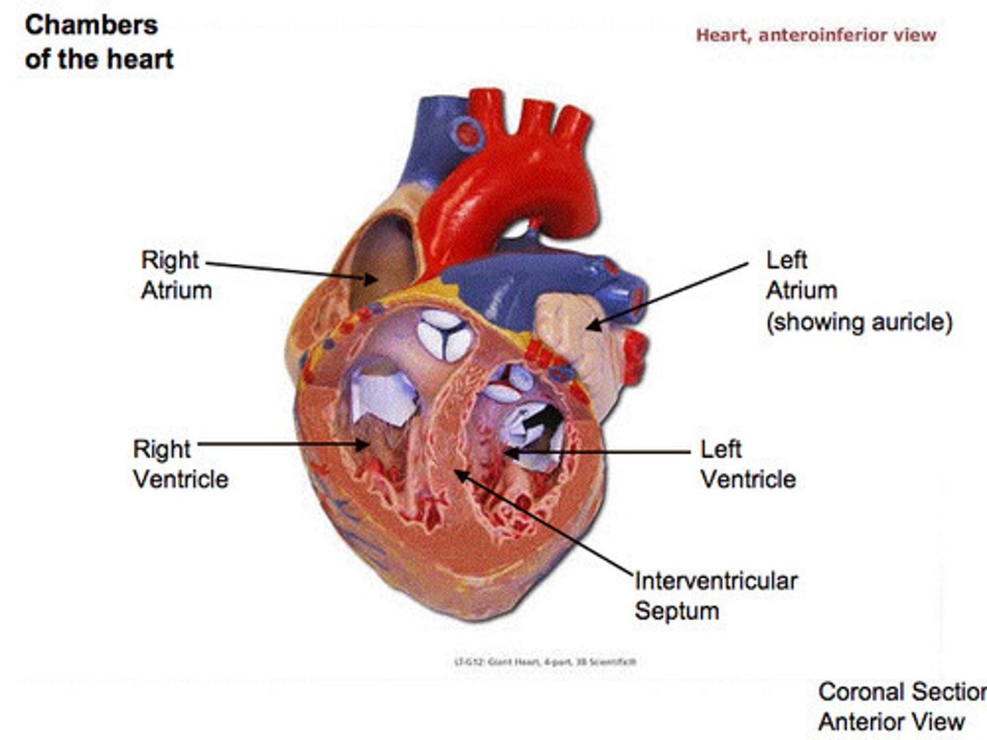 <p>l &amp; r atrium, l &amp; r ventricles, artery, veins</p>