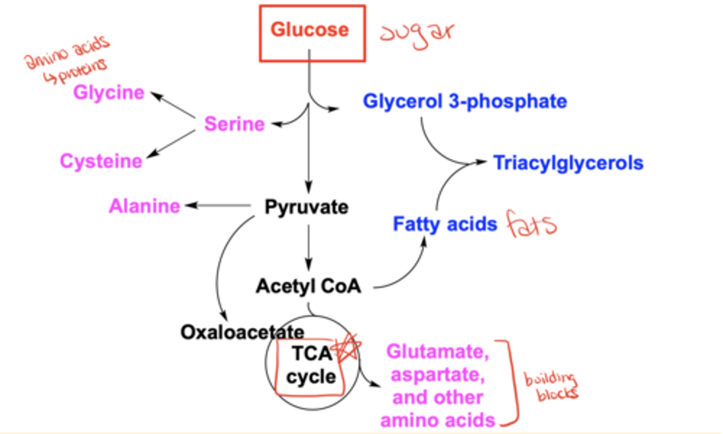 <p>It can be converted into amino acids (e.g., glycine, serine, alanine), glycerol 3-phosphate, fatty acids, triacylglycerols, acetyl-CoA, oxaloacetate, or enter the TCA cycle</p>