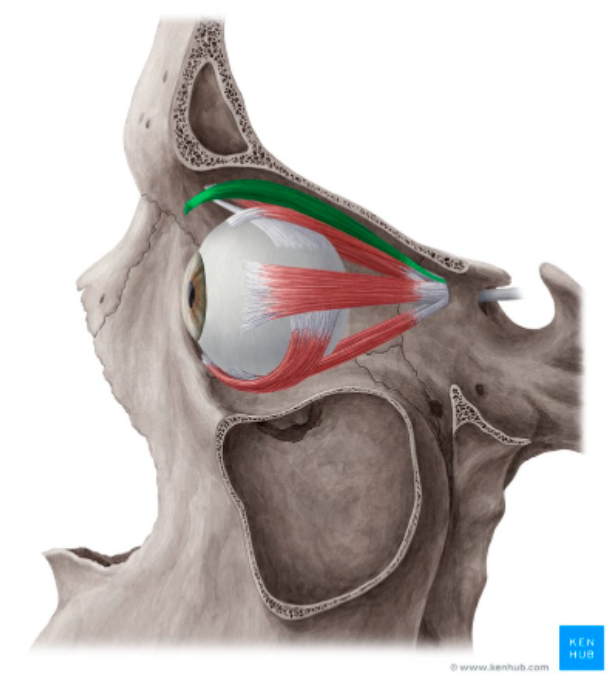 <p><span style="color: red"><strong>O:</strong></span><strong> </strong>Lesser wing of sphenoid bone (anterior surface)</p><p><span style="color: red"><strong>I: </strong></span>Upper eyelid (fascia &amp; skin)</p><p><span style="color: red"><strong>N:</strong></span><strong> </strong>Oculomotor nerve (CN III)</p><p><span style="color: red"><strong>A: </strong></span>Elevates upper eyelid</p>