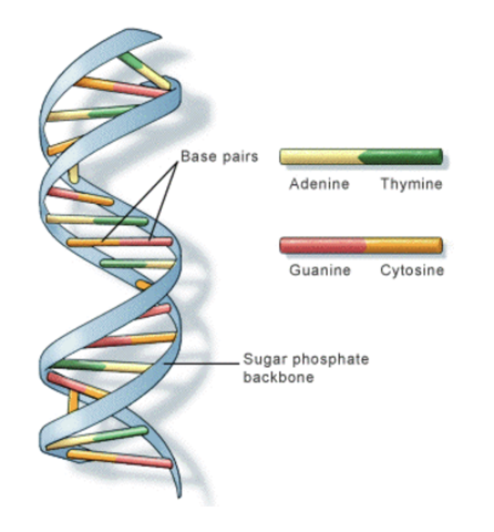 <ul><li><p>&nbsp; Thymine (T):&nbsp;</p></li><li><p>Adenine (A):</p></li><li><p>Cytosine (C)</p></li><li><p>Guanine (G):</p></li></ul><p></p>