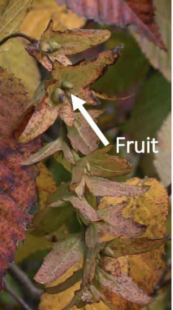 <p>seed-like nut, 3-lobed bract on little stalks</p>