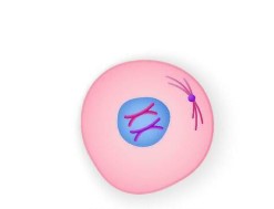 <p>Which phase is this? </p>