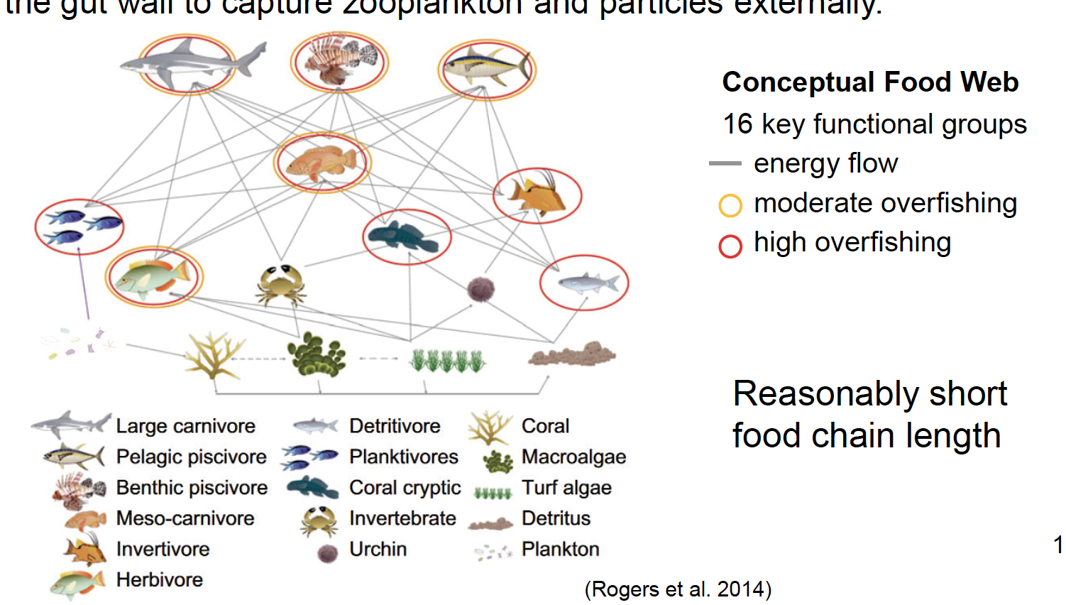 <p><span style="line-height: 20.925px;"><span>1° Production is occurring from zooxanthellae, macroalgae, and N fixing cyanobacteria; nutrients are tightly bound; allochthonous material from mangroves &amp; seagrass. &nbsp;</span></span></p><p class="Paragraph SCXW75106958 BCX4" style="text-align: left;"><span style="line-height: 20.925px;"><span>Corals are also heterotroph via (1) capture zooplankton using nematocysts (sting their prey) on their tentacles, and use (2) mucous sheets (catch any material that falls down into them) or (3) mesenterial filaments from the gut wall to capture zooplankton and particles externally - by stinging them, also used to fight each other by burning each other.&nbsp;<br>&nbsp;</span></span></p><p class="Paragraph SCXW75106958 BCX4" style="text-align: left;"><span style="line-height: 20.925px;"><span>Conceptual Food Web: 16 key functional groups&nbsp;</span></span></p><p class="Paragraph SCXW75106958 BCX4" style="text-align: left;"><span style="line-height: 20.925px;"><span>Reasonably short food chain length because it is reasonable contained</span></span></p>