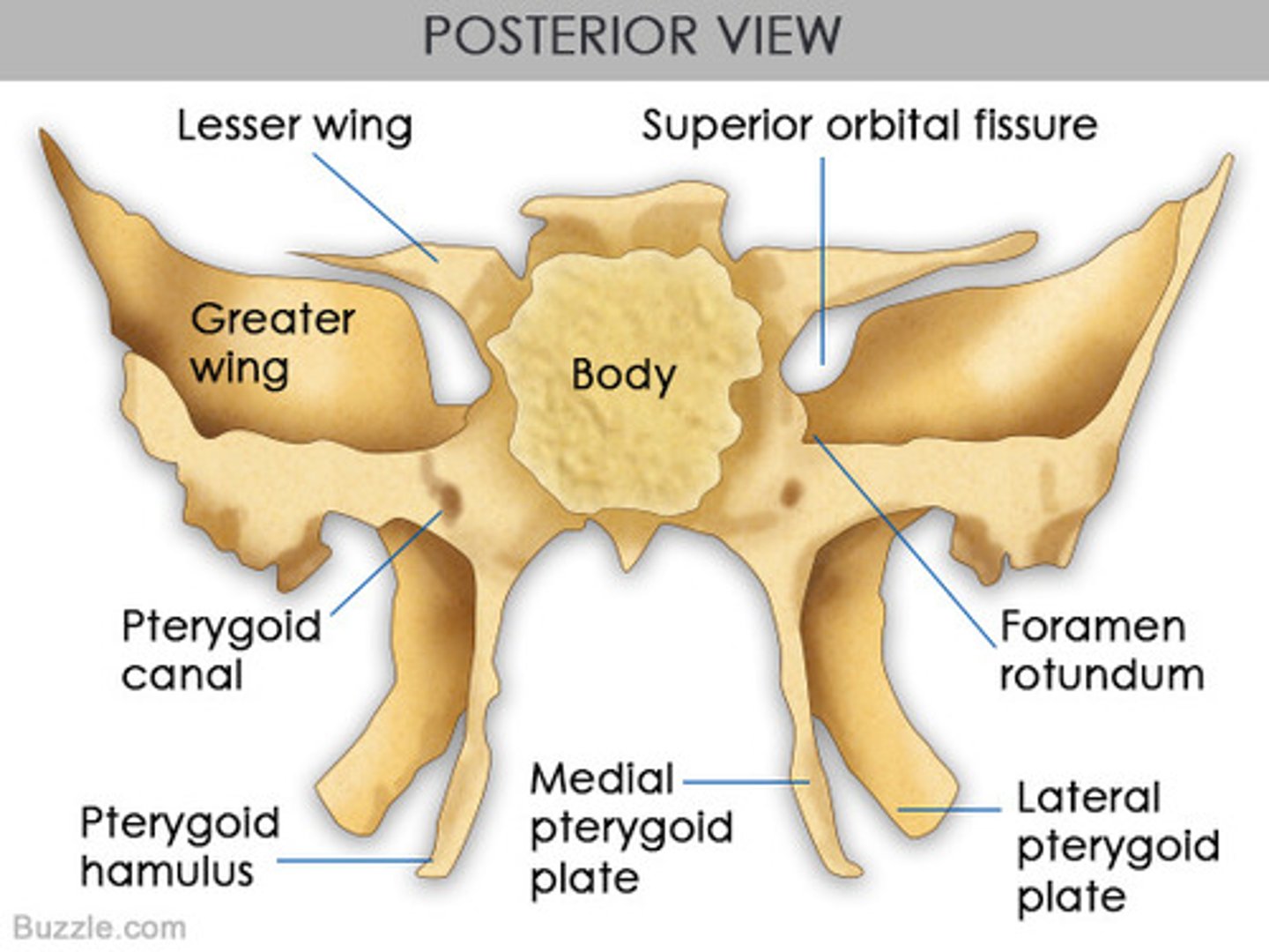 <p>Body</p><p>Lesser Wings</p><p>Greater Wings</p><p>Pterygoid Processes</p>
