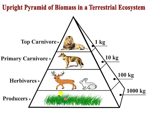 <p>Biomass is the dry mass of the organisms at a trophic level. More biomass is required at the bottom level to support the top level.</p>