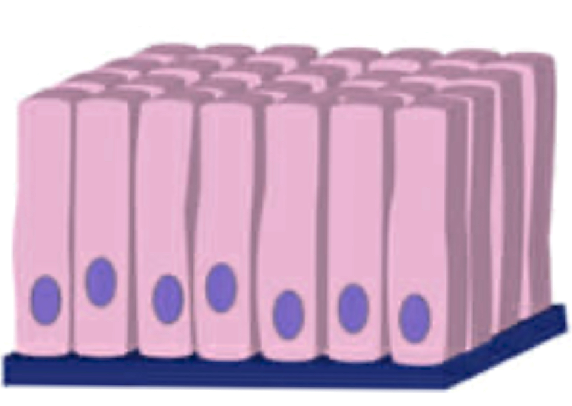 <p>name the tissue</p>