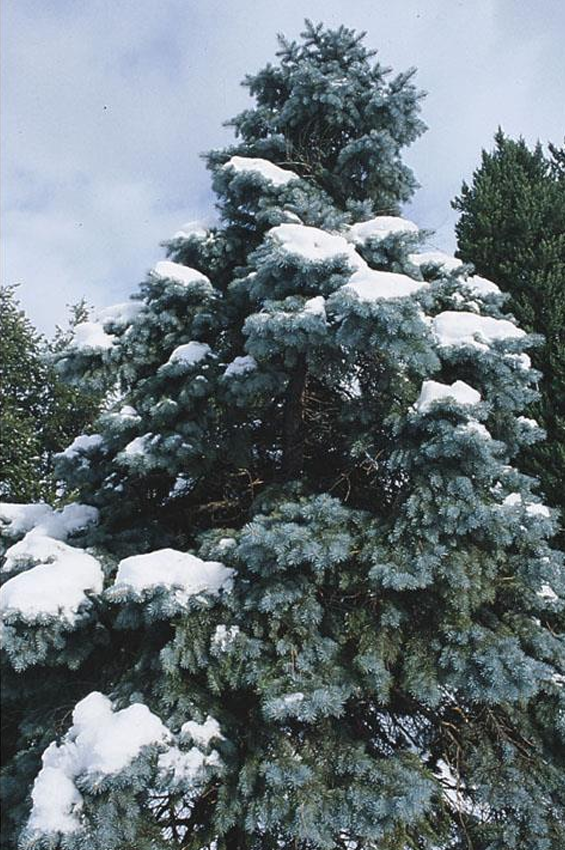 <p>conifer; Colorado blue spruce</p>