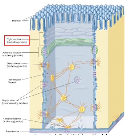 <p>features</p><ul><li><p>connections btwn 1 cell and another&nbsp;</p></li><li><p>all cells (except RBC and metastatic cancer cells) are anchored to each other or their matric by intercellular jxns</p></li></ul><p>function</p><ul><li><p>provide adhesion (resist stress)&nbsp;</p></li><li><p>allow for communication between cells&nbsp;</p></li><li><p>epithelial cells can adhere strongly to neighboring cells&nbsp;</p></li></ul><p>5 main categories&nbsp;</p><ol><li><p>tight junction (zonula occuludens)</p></li><li><p>adherent junction (zonula adherens) </p></li><li><p>desmosome (macula adherens)</p></li><li><p>hemidesmosome</p></li><li><p>gap junction </p></li></ol><p></p>
