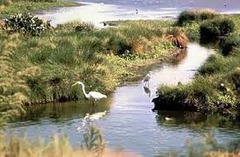 the area where an organism lives, including the biotic and abiotic factors that affect it