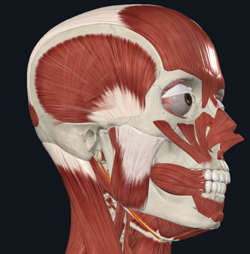 <p>What muscle is highlighted</p>