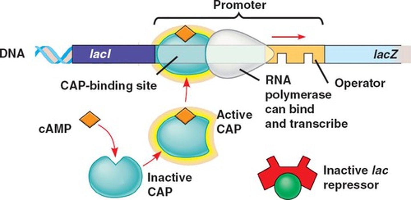 <p>regulatory molecule whose concentration is decreased as a cell brings in glucose</p>