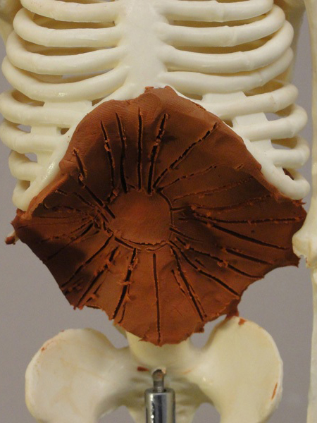 <p>enlarge thoracic cavity</p>