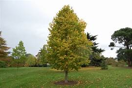 <p>Turkish hazel</p>