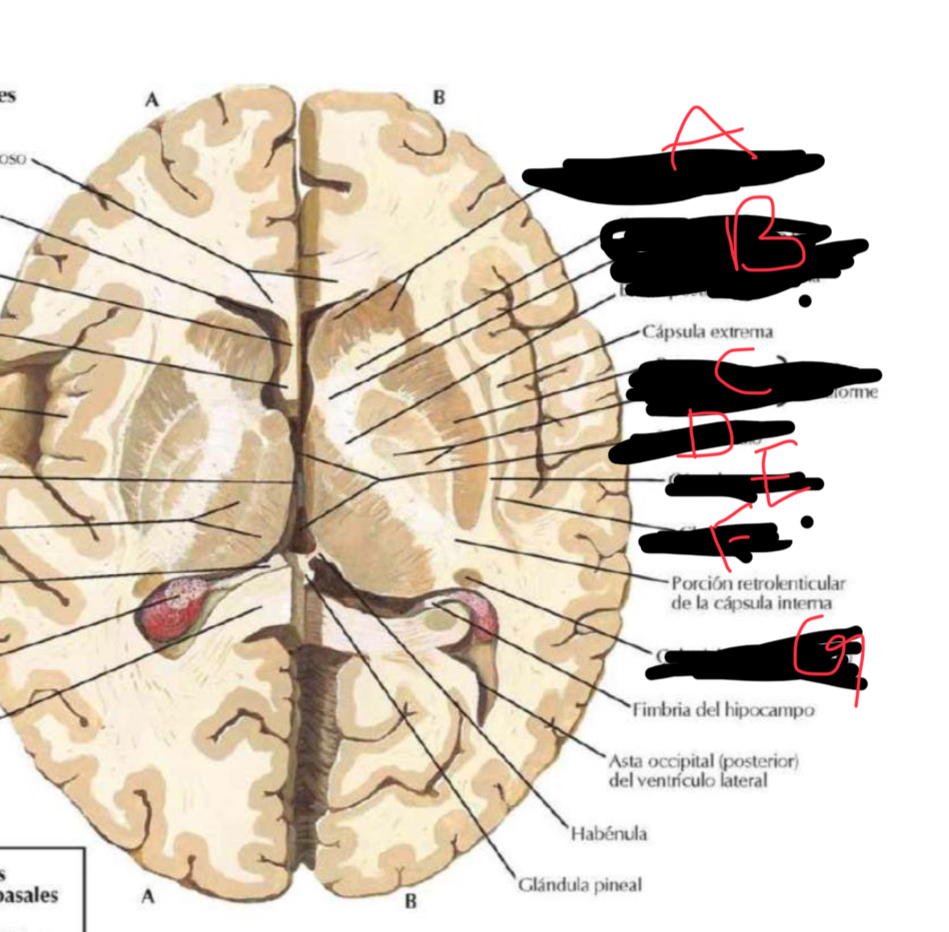 <p>C</p>